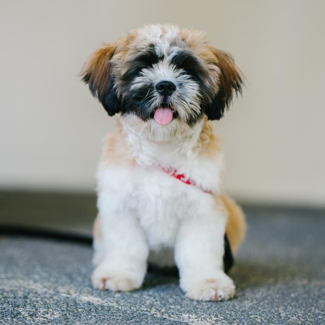 Adorable Puppy jigsaw puzzle