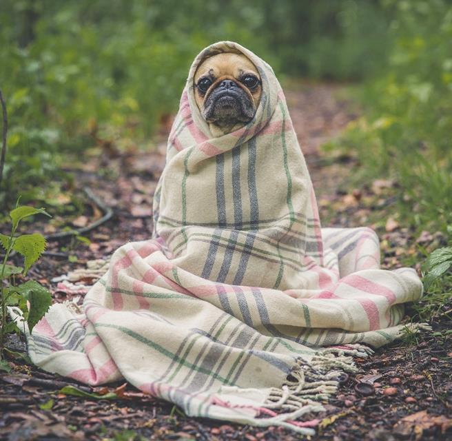 A Dog Covered In A Blanket jigsaw puzzle