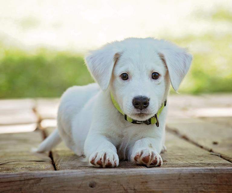 Cute White Dog jigsaw puzzle