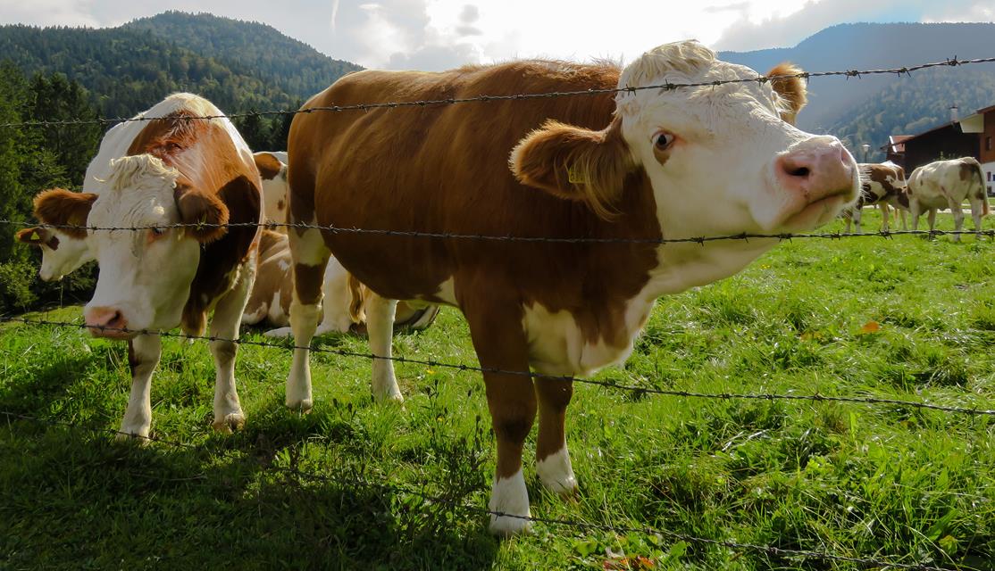Alpine Cows jigsaw puzzle
