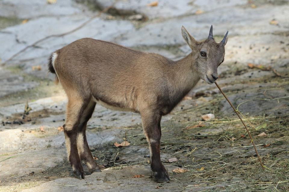 Baby Capricorn jigsaw puzzle