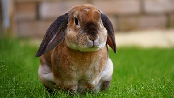 Beige Rabbit jigsaw puzzle