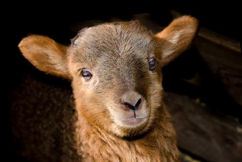 Brown Sheep jigsaw puzzle