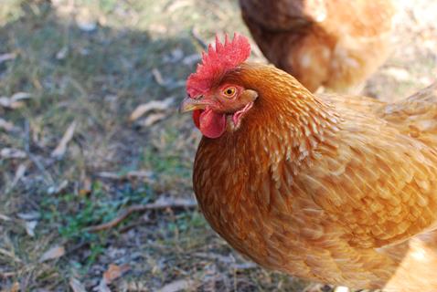 Chicken jigsaw puzzle