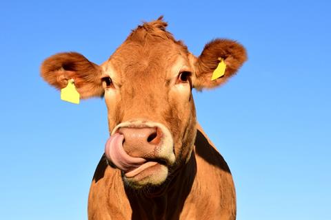 Cow jigsaw puzzle