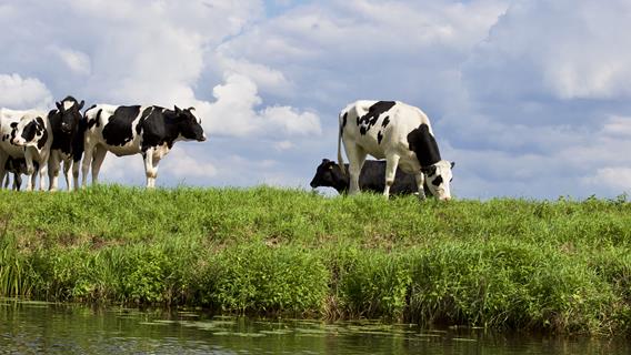 Cows jigsaw puzzle
