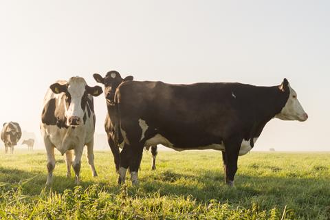 Holstein Friesian Cows In The Sunset jigsaw puzzle