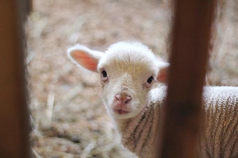 Cute White Lamb jigsaw puzzle