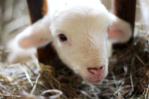 Cute White Lamb jigsaw puzzle