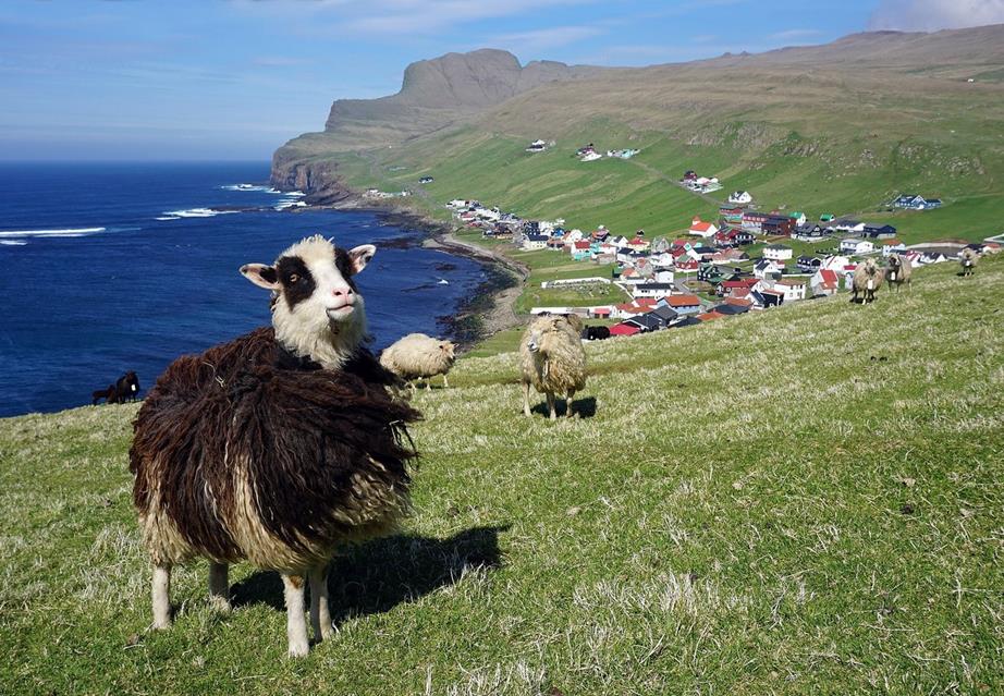 Faroese Sheep jigsaw puzzle