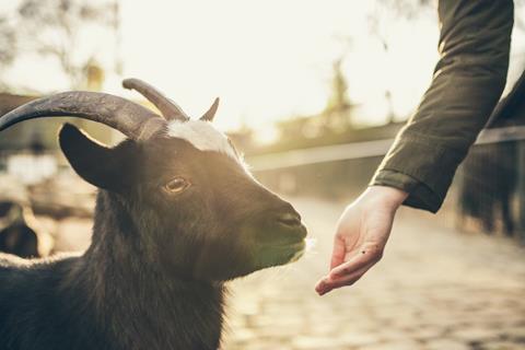 Goat jigsaw puzzle