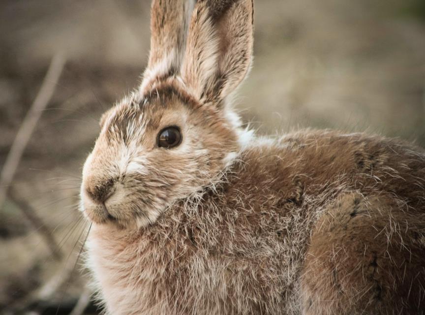 Gray Bunny jigsaw puzzle