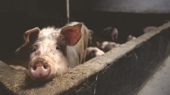 Lonely Piggy jigsaw puzzle
