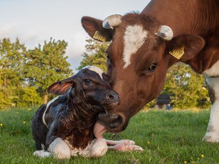 New Born Frisian Red White Calf jigsaw puzzle