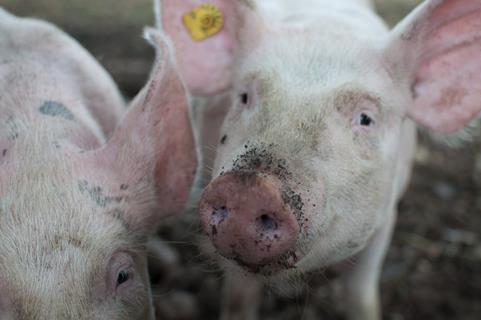 Ordinary Pigs jigsaw puzzle