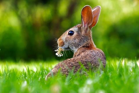 Rabbit Carrying Flower jigsaw puzzle