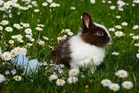 Rabbit jigsaw puzzle