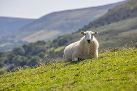 Relaxing Sheep jigsaw puzzle