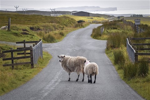 Sheeps On The Road jigsaw puzzle