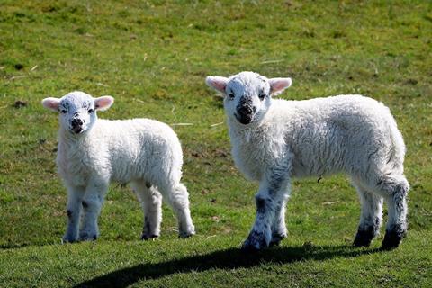 Two Lambs jigsaw puzzle