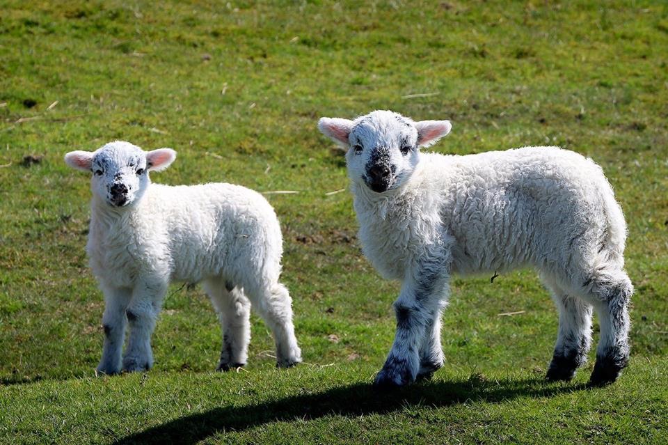 Two Lambs jigsaw puzzle