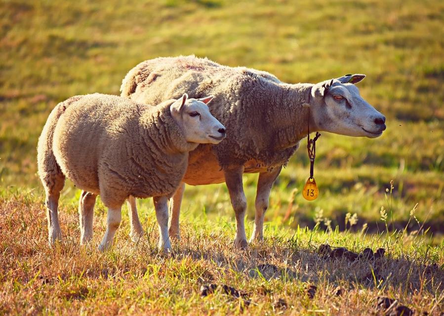 Two Sheeps jigsaw puzzle