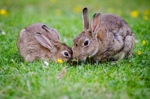 European Bunnies jigsaw puzzle