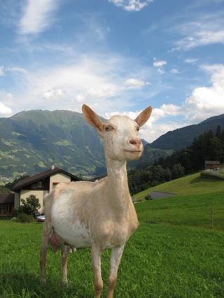 Austrian Goat jigsaw puzzle