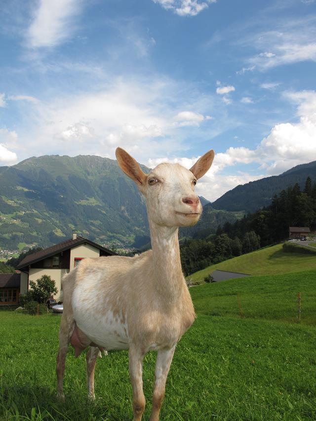 Austrian Goat jigsaw puzzle