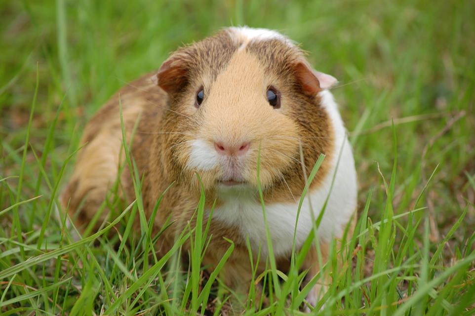 Guinea Pig  jigsaw puzzle