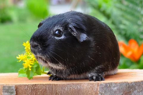 Guinea Pig  jigsaw puzzle