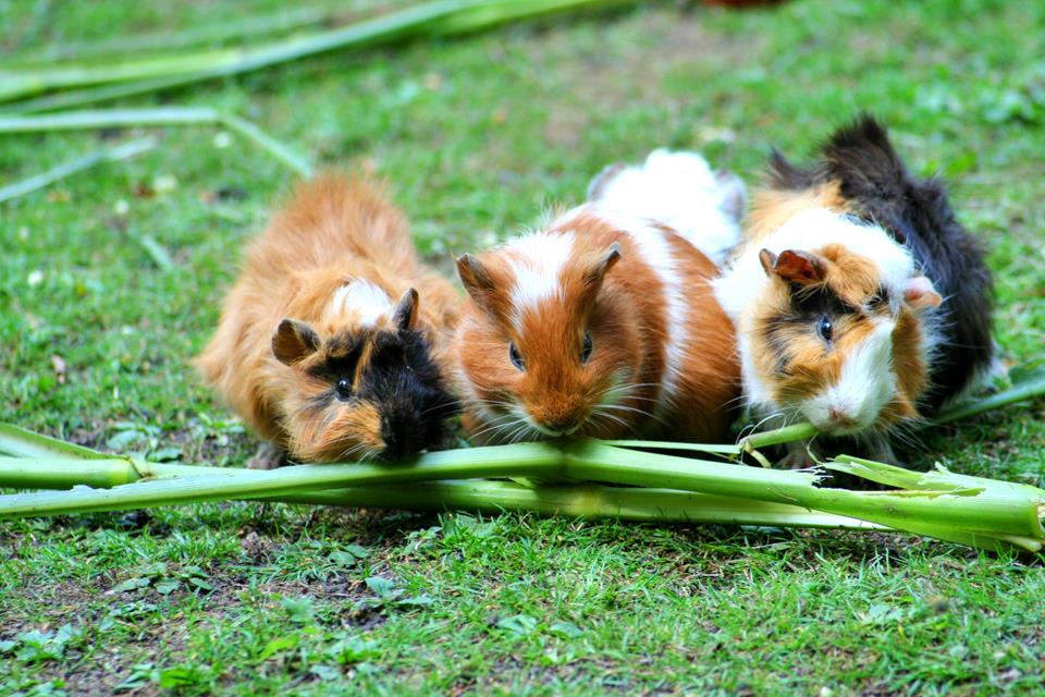 Guinea Pig jigsaw puzzle
