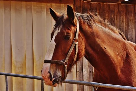 Tired Brown Horse jigsaw puzzle
