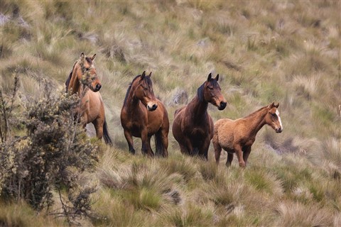 Four horses jigsaw puzzle