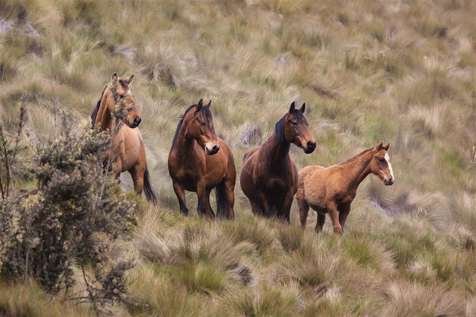 Four horses jigsaw puzzle