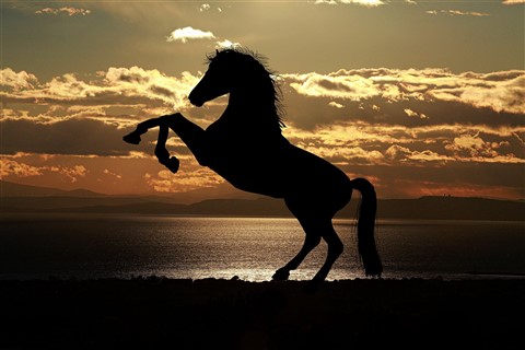 A Silhouette Of A Horse By The Sunset jigsaw puzzle
