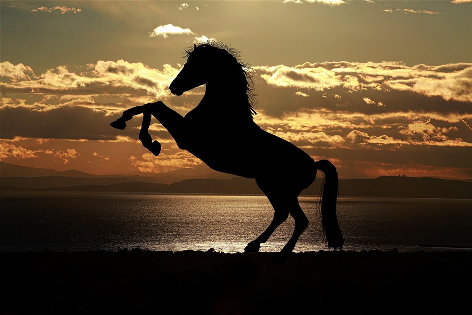 A Silhouette Of A Horse  By The Sunset jigsaw puzzle