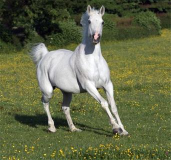 White Horse jigsaw puzzle