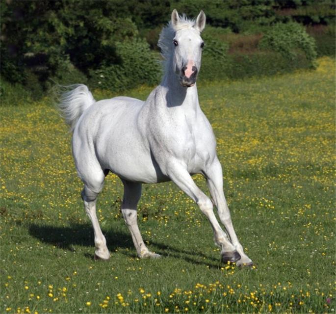 White Horse jigsaw puzzle