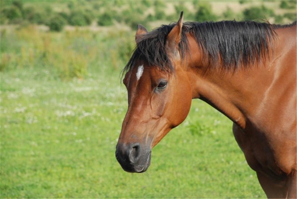 Brown Horse jigsaw puzzle