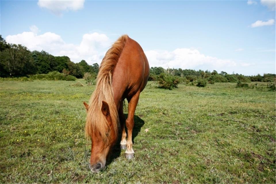 Brown Horse Eating jigsaw puzzle