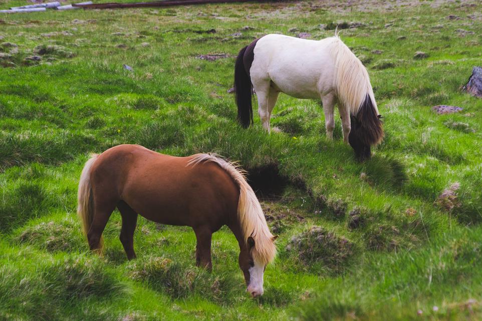 Horses Eating jigsaw puzzle