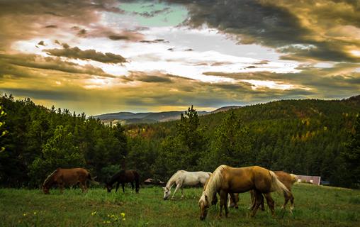 Horses In The Sunset jigsaw puzzle