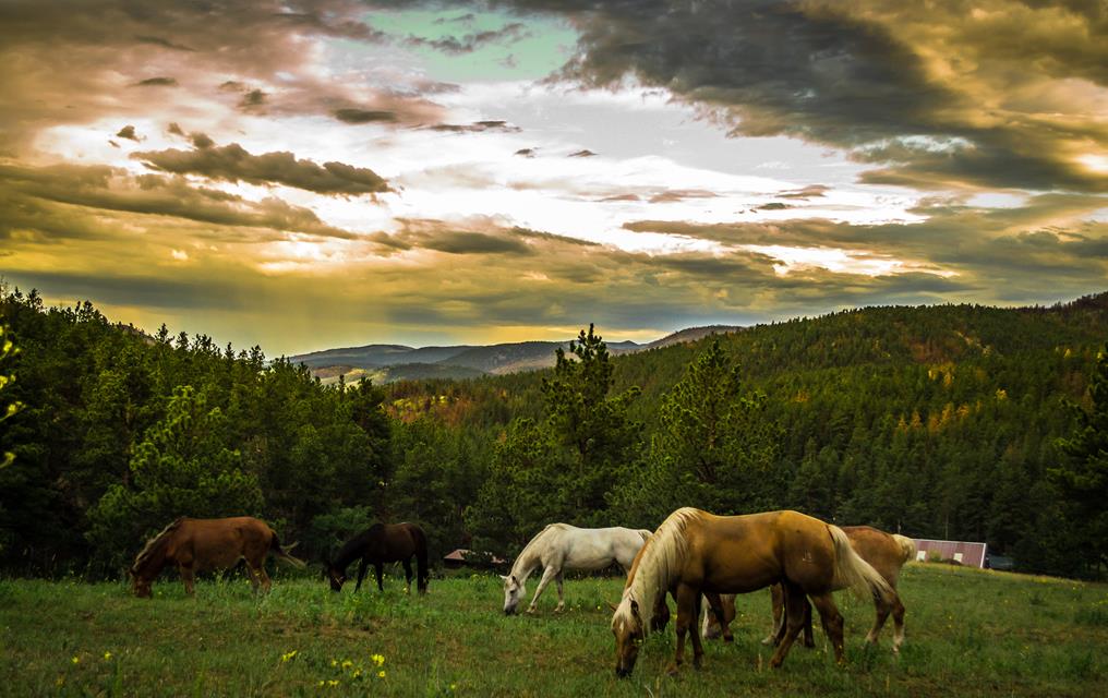Horses In The Sunset jigsaw puzzle