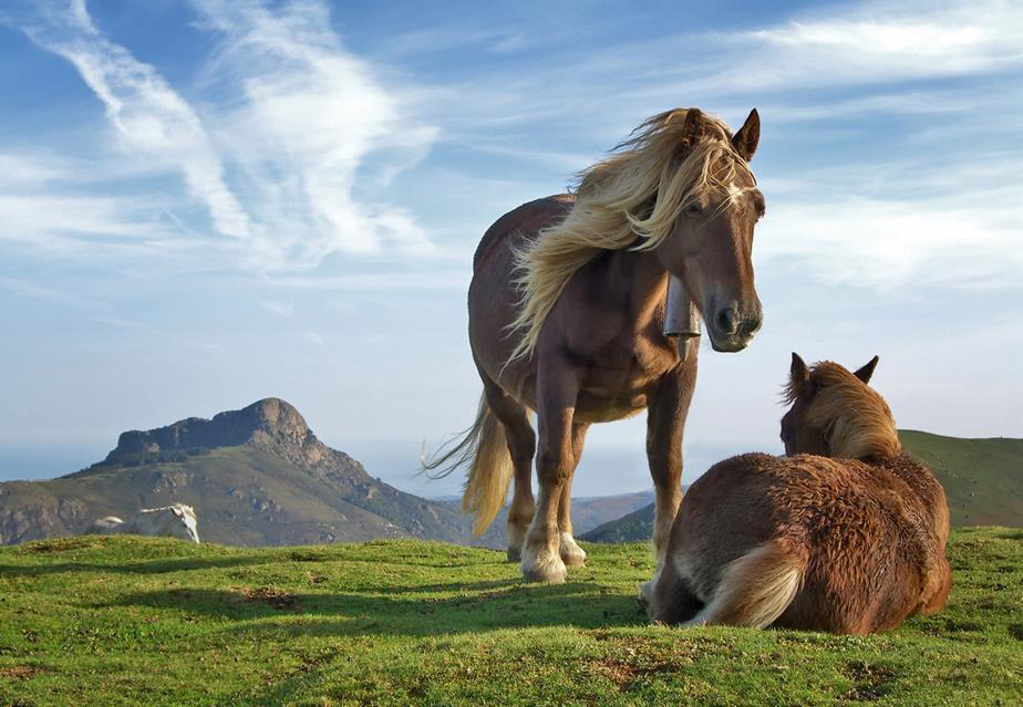 Horses On Bianditz Mountain jigsaw puzzle