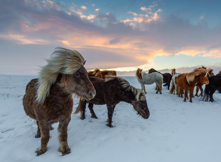 Iceland Horses jigsaw puzzle