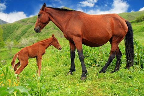 Learning To Walk jigsaw puzzle