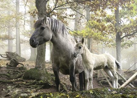 Misty Wild Horses jigsaw puzzle