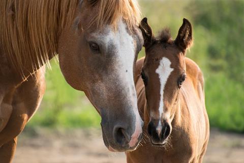 Mother And Foal jigsaw puzzle