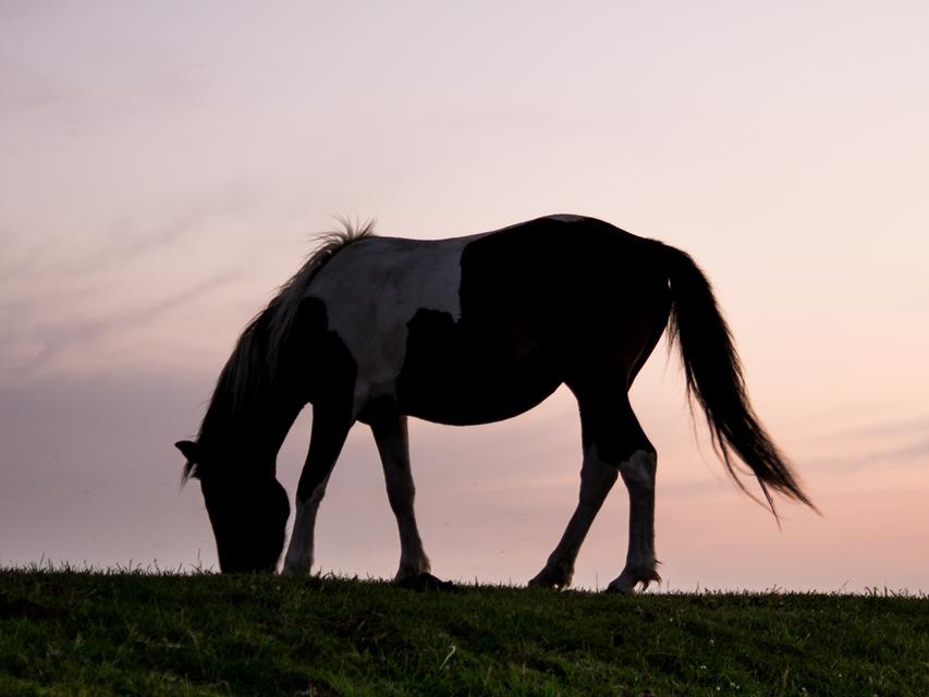 Silhouette Of A Horse jigsaw puzzle